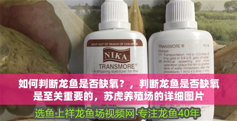 如何判斷龍魚是否缺氧?,判斷龍魚是否缺氧是至關(guān)重要的,蘇虎養(yǎng)殖場的詳細(xì)圖片