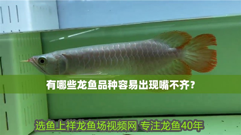 有哪些龍魚品種容易出現嘴不齊？
