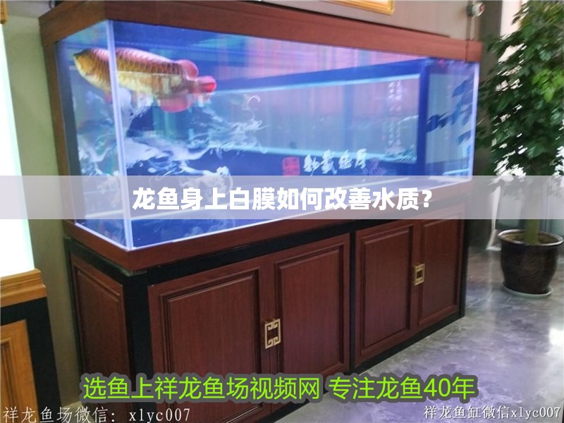 龍魚身上白膜如何改善水質(zhì)？