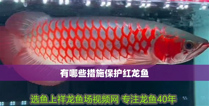 有哪些措施保護(hù)紅龍魚(yú)