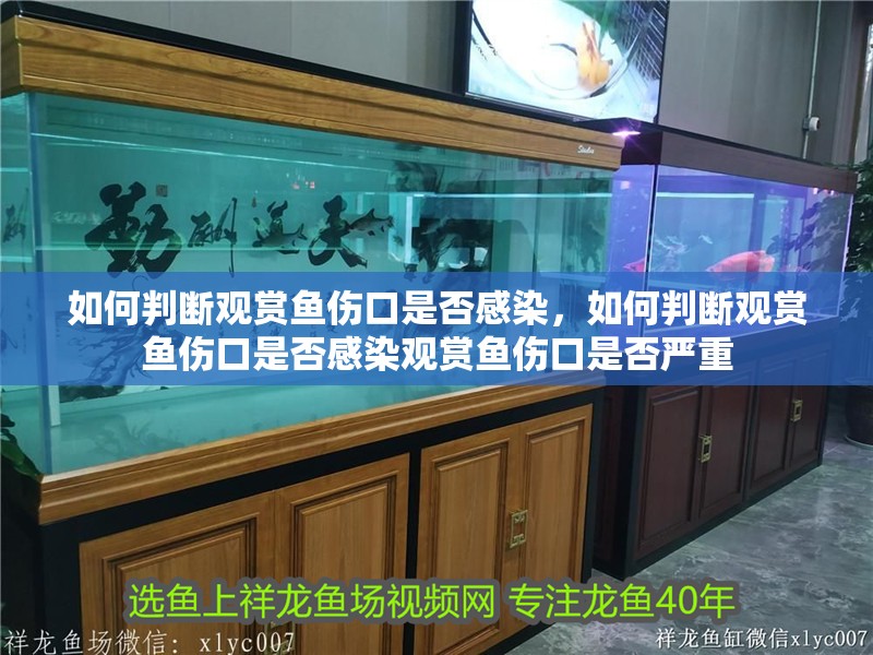 如何判斷觀賞魚傷口是否感染，如何判斷觀賞魚傷口是否感染觀賞魚傷口是否嚴(yán)重