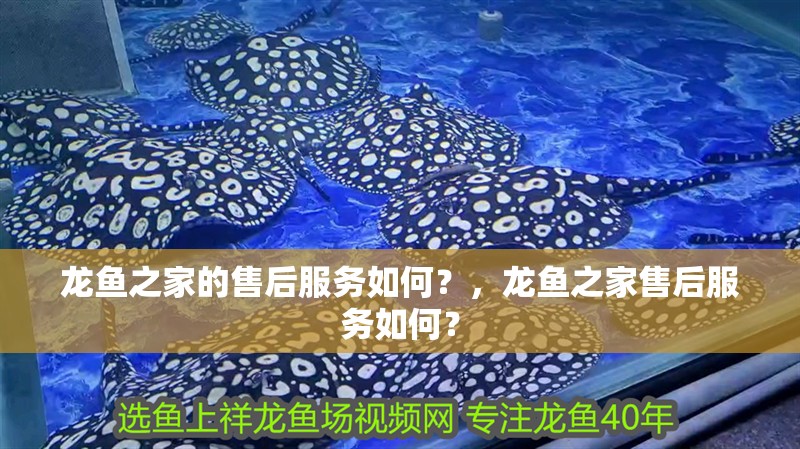 龍魚之家的售后服務如何？，龍魚之家售后服務如何？