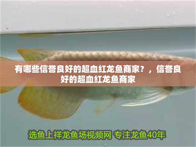 有哪些信譽良好的超血紅龍魚商家？，信譽良好的超血紅龍魚商家