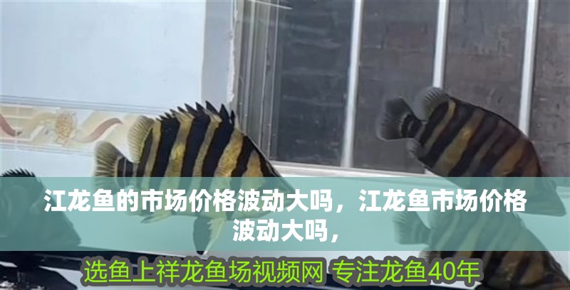 江龍魚的市場價格波動大嗎，江龍魚市場價格波動大嗎，