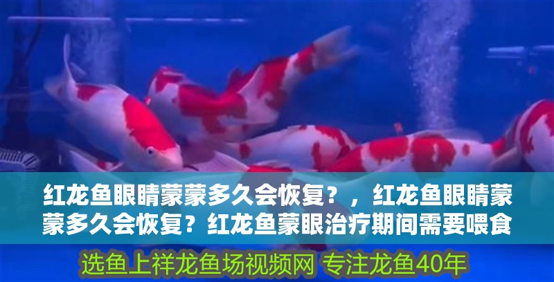 紅龍魚眼睛蒙蒙多久會恢復(fù)？，紅龍魚眼睛蒙蒙多久會恢復(fù)？紅龍魚蒙眼治療期間需要喂食嗎？