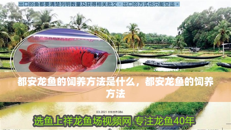 都安龍魚的飼養(yǎng)方法是什么，都安龍魚的飼養(yǎng)方法
