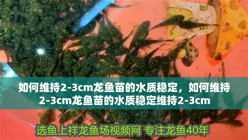 如何維持2-3cm龍魚苗的水質穩定，如何維持2-3cm龍魚苗的水質穩定維持2-3cm