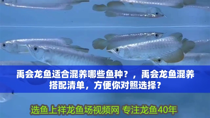 禹會龍魚適合混養哪些魚種?,禹會龍魚混養搭配清單,方便你對照選擇?