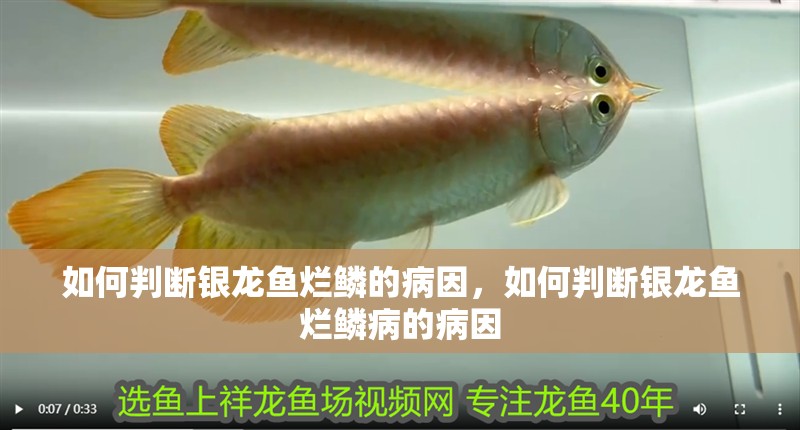 如何判斷銀龍魚爛鱗的病因，如何判斷銀龍魚爛鱗病的病因