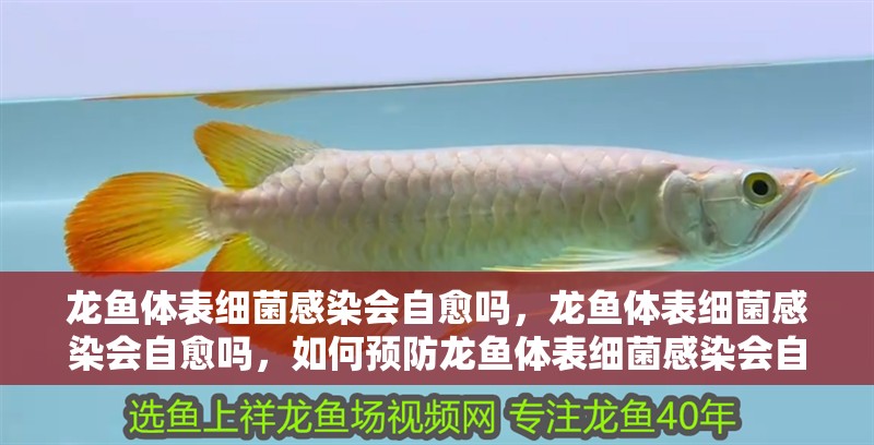 龍魚體表細(xì)菌感染會(huì)自愈嗎，龍魚體表細(xì)菌感染會(huì)自愈嗎，如何預(yù)防龍魚體表細(xì)菌感染會(huì)自愈嗎