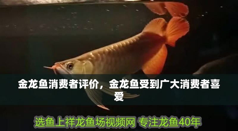 金龍魚(yú)消費(fèi)者評(píng)價(jià)，金龍魚(yú)受到廣大消費(fèi)者喜愛(ài)