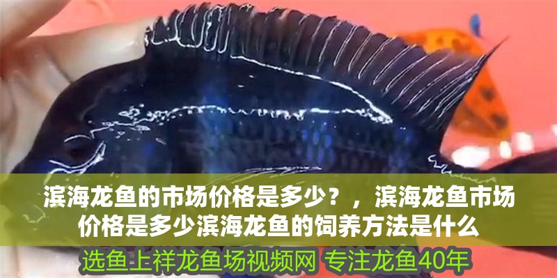 濱海龍魚(yú)的市場(chǎng)價(jià)格是多少？，濱海龍魚(yú)市場(chǎng)價(jià)格是多少濱海龍魚(yú)的飼養(yǎng)方法是什么