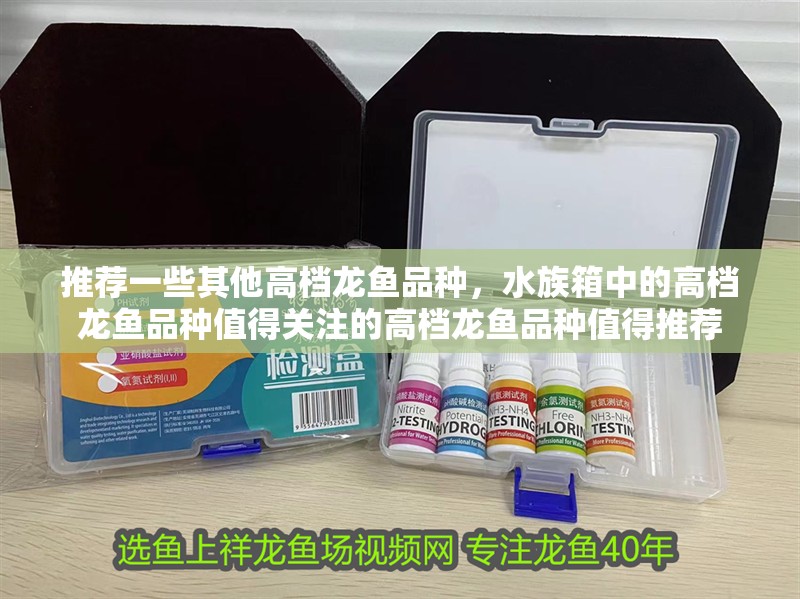 推薦一些其他高檔龍魚品種，水族箱中的高檔龍魚品種值得關注的高檔龍魚品種值得推薦