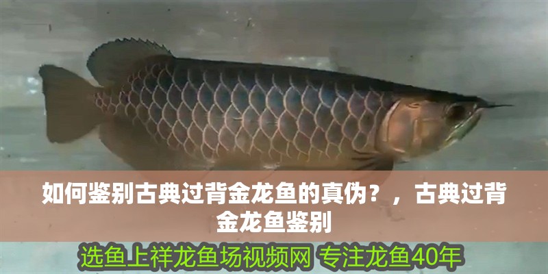 如何鑒別古典過背金龍魚的真偽?,古典過背金龍魚鑒別