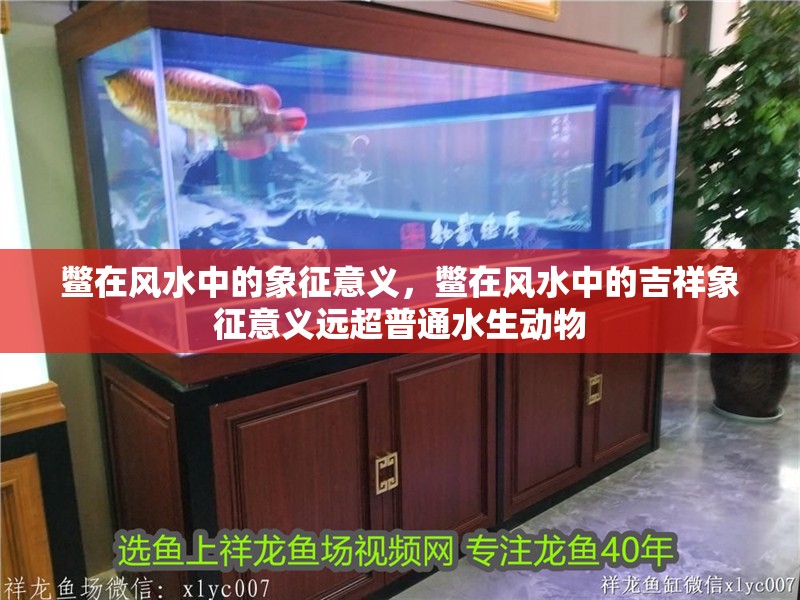鱉在風水中的象征意義，鱉在風水中的吉祥象征意義遠超普通水生動物