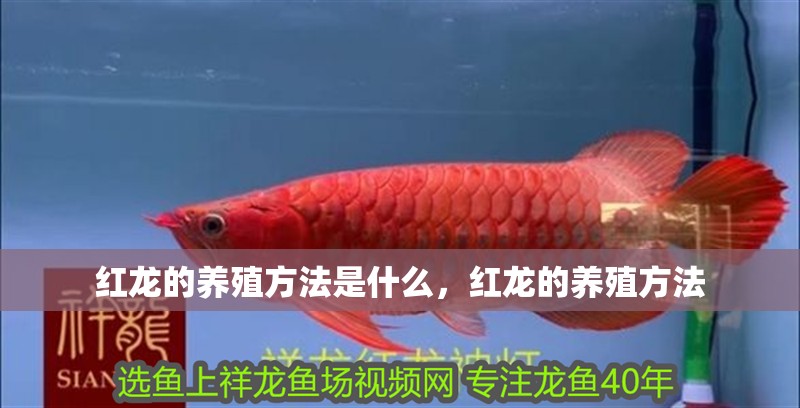 紅龍的養(yǎng)殖方法是什么，紅龍的養(yǎng)殖方法