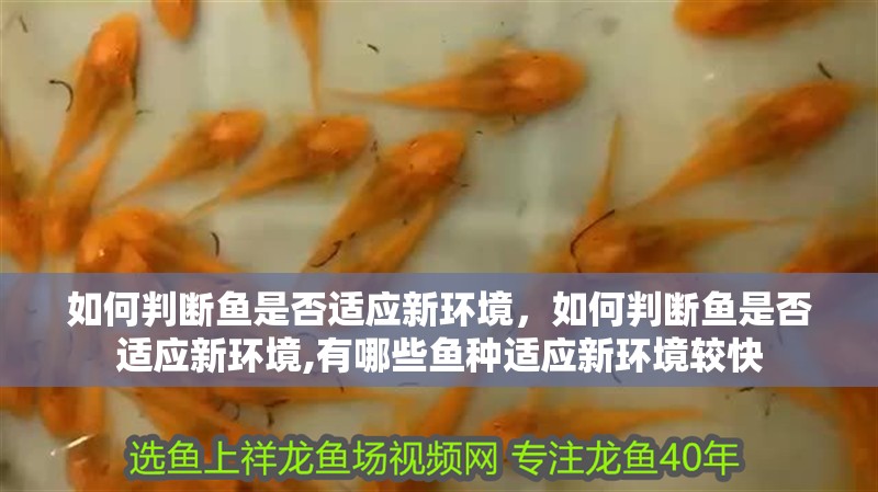 如何判斷魚是否適應(yīng)新環(huán)境，如何判斷魚是否適應(yīng)新環(huán)境,有哪些魚種適應(yīng)新環(huán)境較快