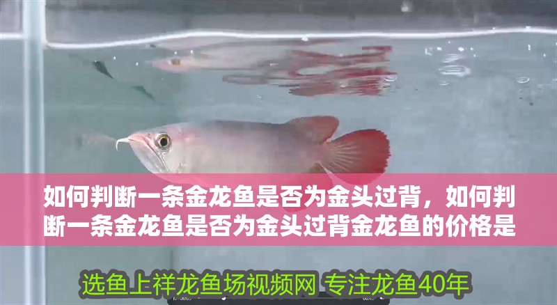 如何判斷一條金龍魚是否為金頭過背，如何判斷一條金龍魚是否為金頭過背金龍魚的價格是多少