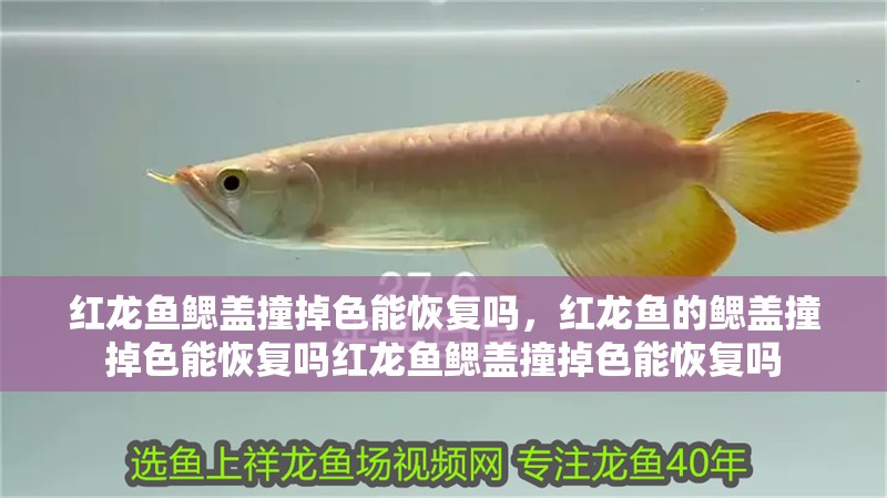 紅龍魚鰓蓋撞掉色能恢復嗎，紅龍魚的鰓蓋撞掉色能恢復嗎紅龍魚鰓蓋撞掉色能恢復嗎