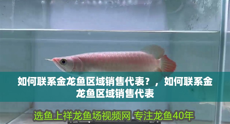 如何聯(lián)系金龍魚區(qū)域銷售代表？，如何聯(lián)系金龍魚區(qū)域銷售代表
