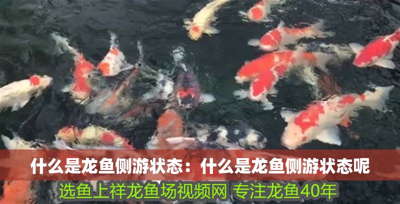 什么是龍魚側游狀態：什么是龍魚側游狀態呢
