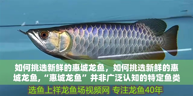如何挑選新鮮的惠城龍魚(yú)，如何挑選新鮮的惠城龍魚(yú),“惠城龍魚(yú)”并非廣泛認(rèn)知的特定魚(yú)類(lèi)品種