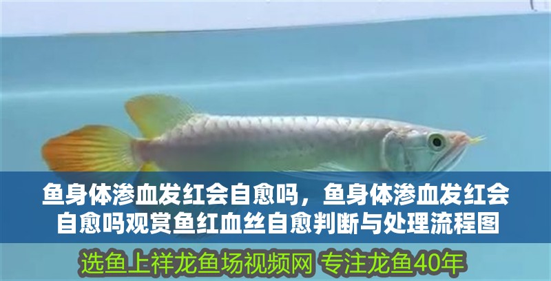 魚身體滲血發(fā)紅會自愈嗎,魚身體滲血發(fā)紅會自愈嗎觀賞魚紅血絲自愈判斷與處理流程圖