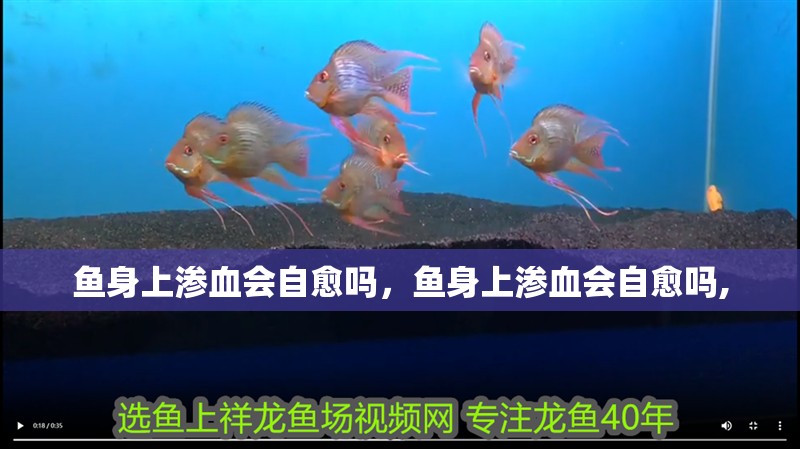 魚身上滲血會自愈嗎，魚身上滲血會自愈嗎,