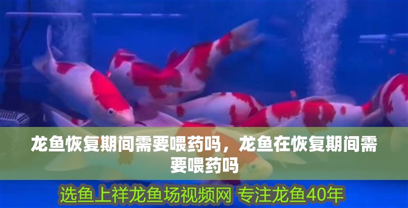 龍魚恢復(fù)期間需要喂藥嗎，龍魚在恢復(fù)期間需要喂藥嗎