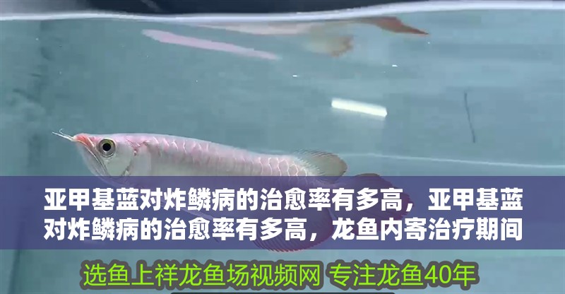 亞甲基藍對炸鱗病的治愈率有多高，亞甲基藍對炸鱗病的治愈率有多高，龍魚內寄治療期間要停食嗎