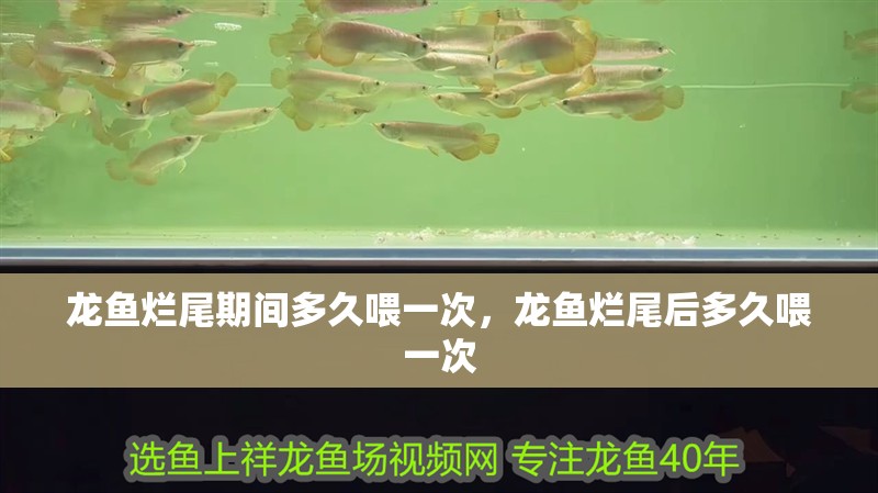 龍魚爛尾期間多久喂一次，龍魚爛尾后多久喂一次