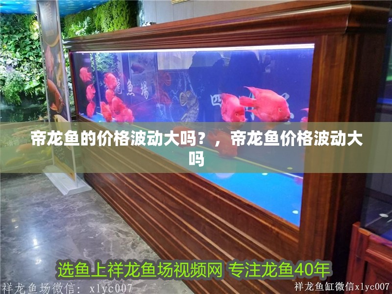 帝龍魚的價格波動大嗎？，帝龍魚價格波動大嗎