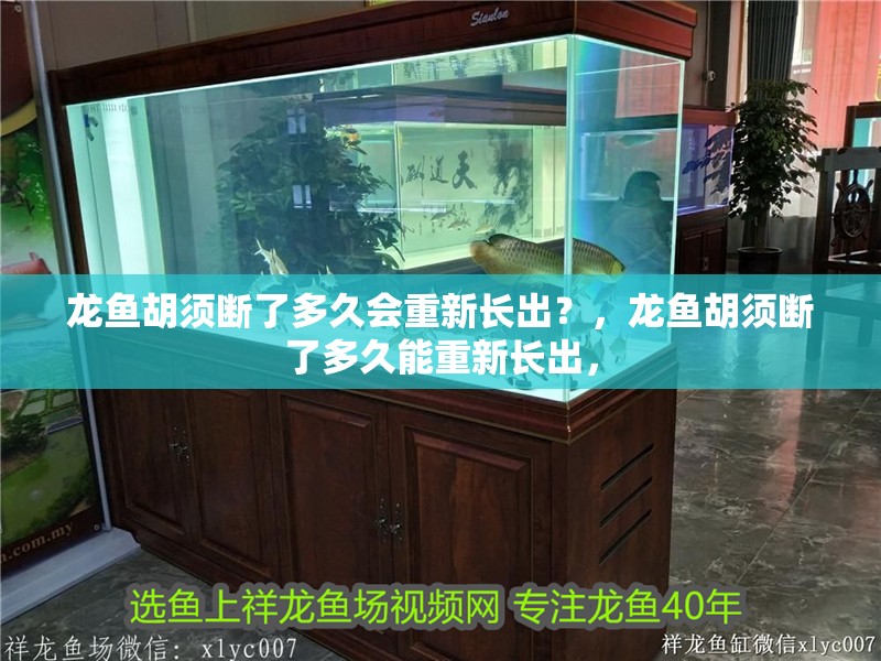龍魚胡須斷了多久會重新長出？，龍魚胡須斷了多久能重新長出，
