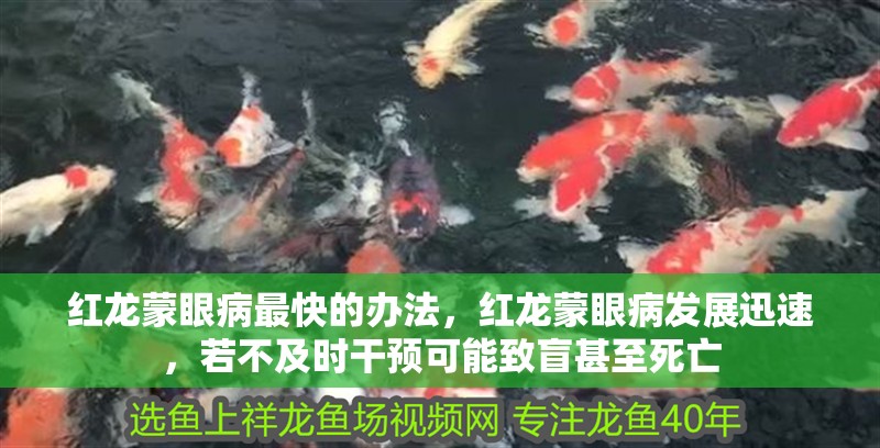 紅龍蒙眼病最快的辦法，紅龍蒙眼病發(fā)展迅速，若不及時(shí)干預(yù)可能致盲甚至死亡