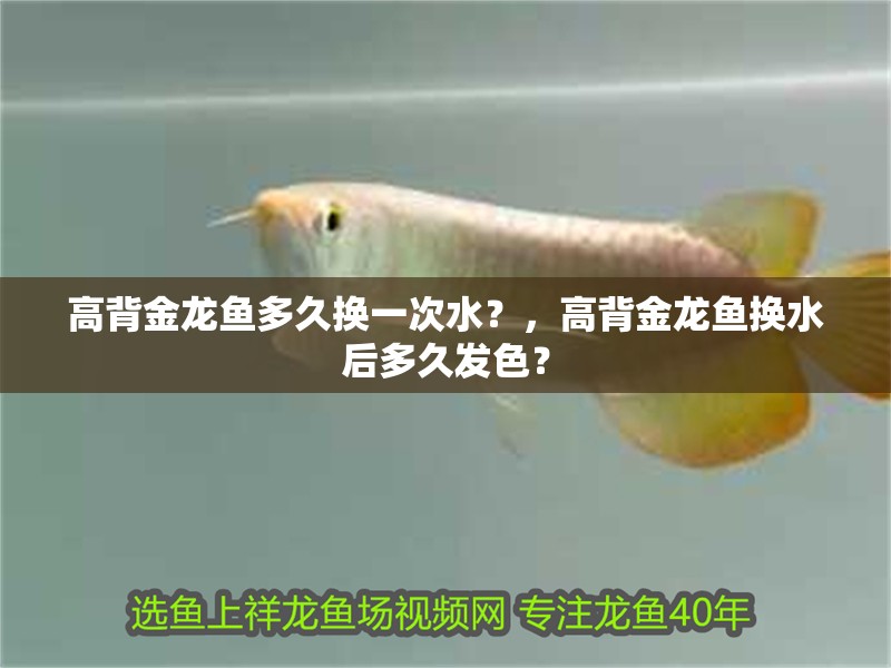高背金龍魚多久換一次水？，高背金龍魚換水后多久發色？