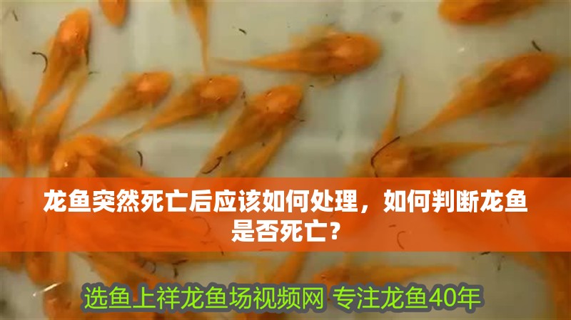 龍魚突然死亡后應該如何處理，如何判斷龍魚是否死亡？