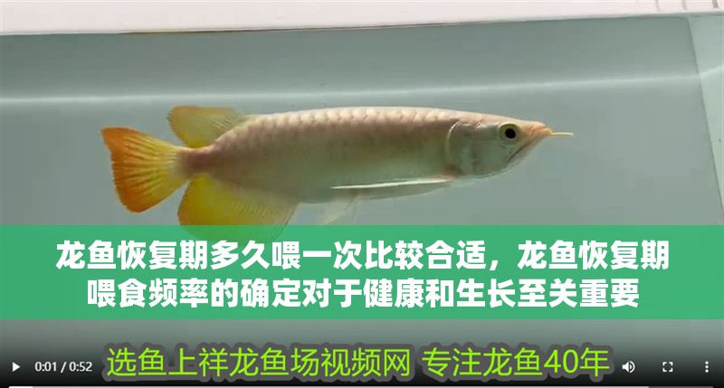 龍魚恢復期多久喂一次比較合適,龍魚恢復期喂食頻率的確定對于健康和生長至關重要