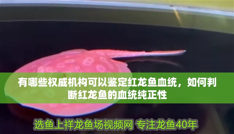 有哪些權威機構可以鑒定紅龍魚血統，如何判斷紅龍魚的血統純正性