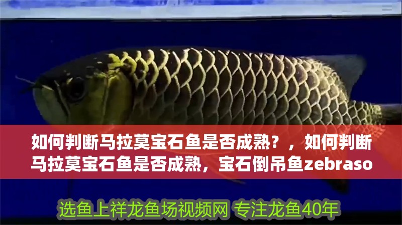 如何判斷馬拉莫寶石魚是否成熟?,如何判斷馬拉莫寶石魚是否成熟,寶石倒吊魚zebrasomagemmatum