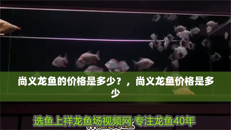 尚義龍魚(yú)的價(jià)格是多少？，尚義龍魚(yú)價(jià)格是多少