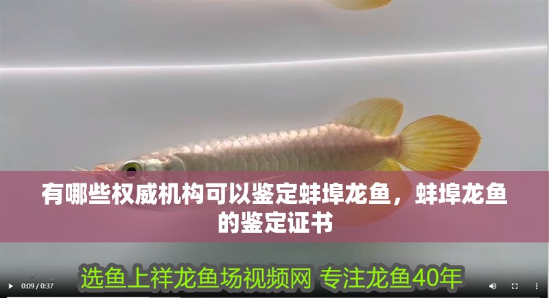 有哪些權(quán)威機(jī)構(gòu)可以鑒定蚌埠龍魚，蚌埠龍魚的鑒定證書