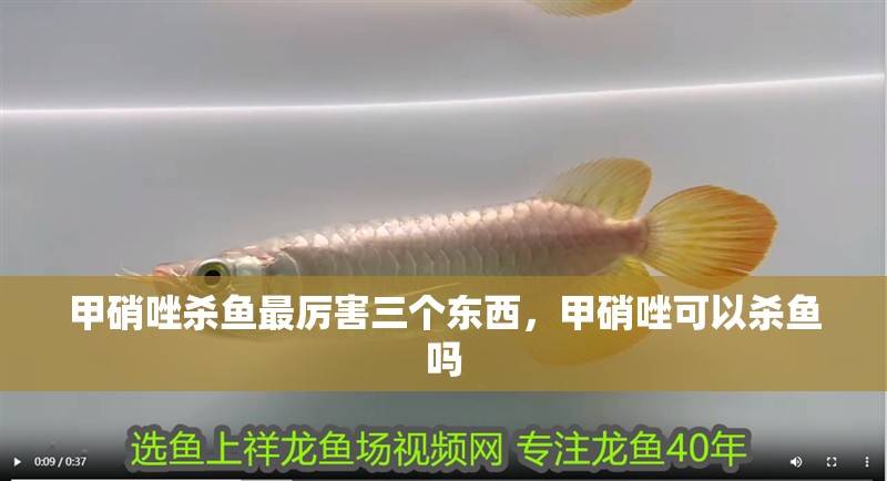 甲硝唑殺魚最厲害三個東西，甲硝唑可以殺魚嗎