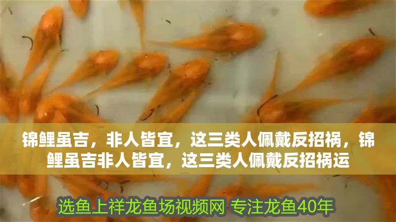 錦鯉雖吉，非人皆宜，這三類人佩戴反招禍，錦鯉雖吉非人皆宜，這三類人佩戴反招禍運 錦鯉雖吉，非人皆宜，這三類人佩戴反招禍，錦鯉雖吉非人皆宜，這三類人佩戴反招禍運 龍魚百科 第1張
