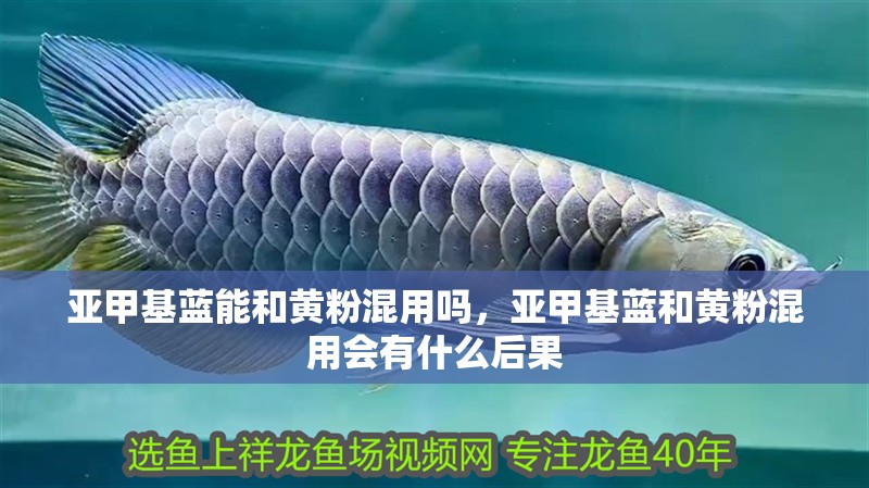 亞甲基藍能和黃粉混用嗎，亞甲基藍和黃粉混用會有什么后果