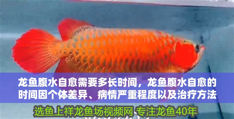 龍魚腹水自愈需要多長時間，龍魚腹水自愈的時間因個體差異、病情嚴重程度以及治療方法不同而異