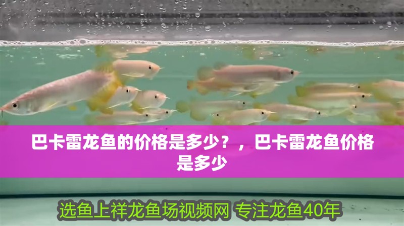 巴卡雷龍魚的價格是多少?,巴卡雷龍魚價格是多少