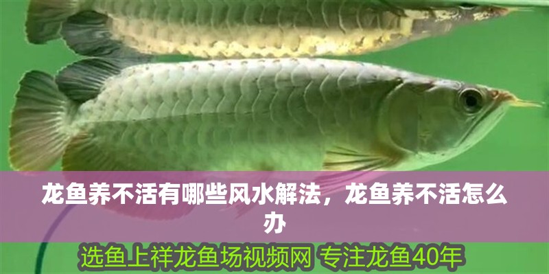 龍魚養不活有哪些風水解法，龍魚養不活怎么辦