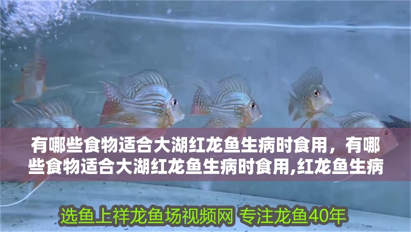 有哪些食物適合大湖紅龍魚生病時食用，有哪些食物適合大湖紅龍魚生病時食用,紅龍魚生病時食用
