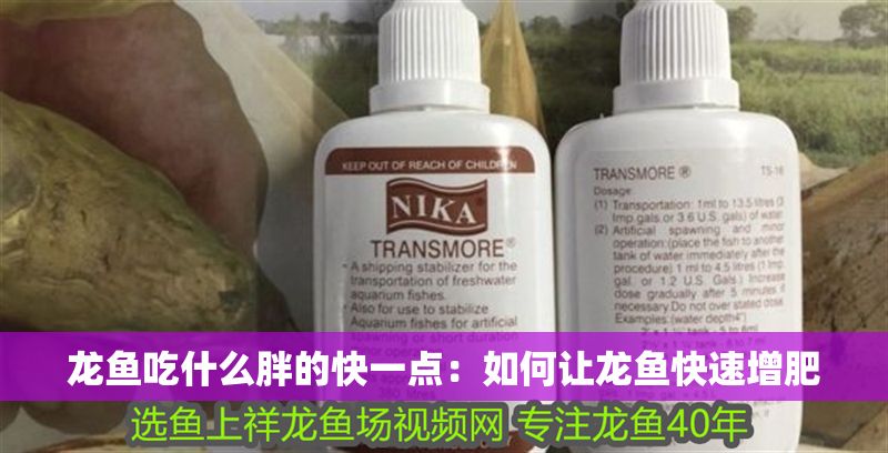 龍魚吃什么胖的快一點：如何讓龍魚快速增肥
