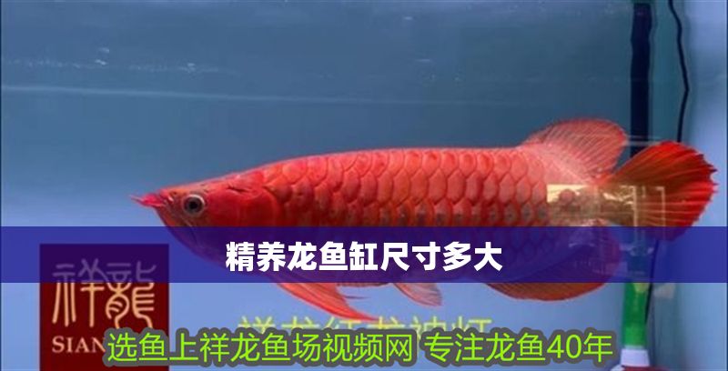 精養龍魚缸尺寸多大